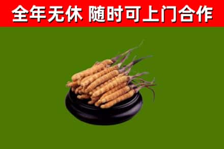 邗江区烟酒回收冬虫夏草.jpg