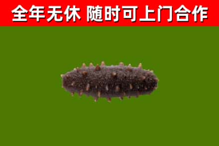 邗江区烟酒回收干海参.jpg